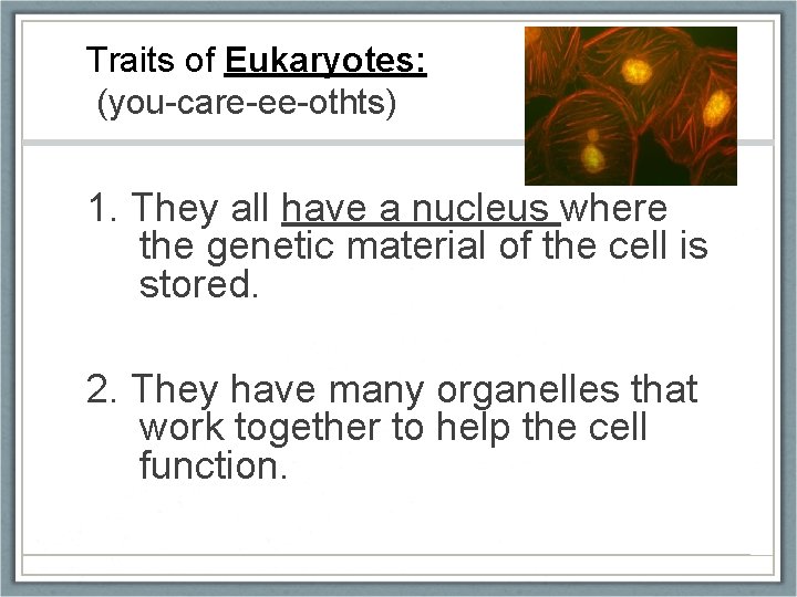 Traits of Eukaryotes: (you-care-ee-othts) 1. They all have a nucleus where the genetic material