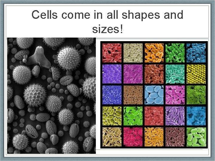 Cells come in all shapes and sizes! 