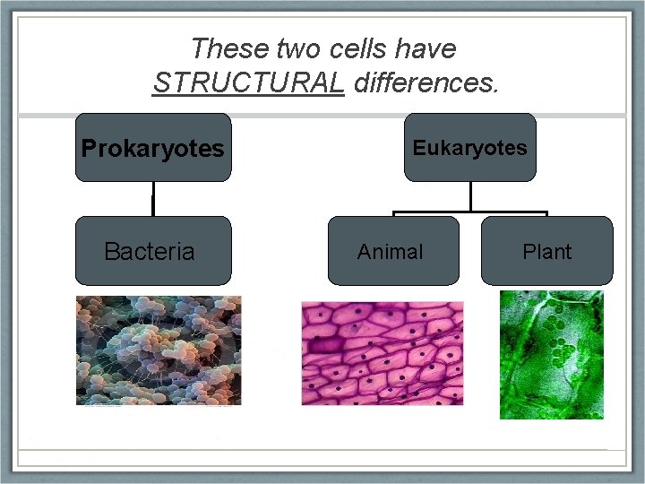 These two cells have STRUCTURAL differences. Prokaryotes Bacteria Eukaryotes Animal Plant 