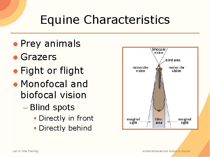 Equine Characteristics ● Prey animals ● Grazers ● Fight or flight ● Monofocal and