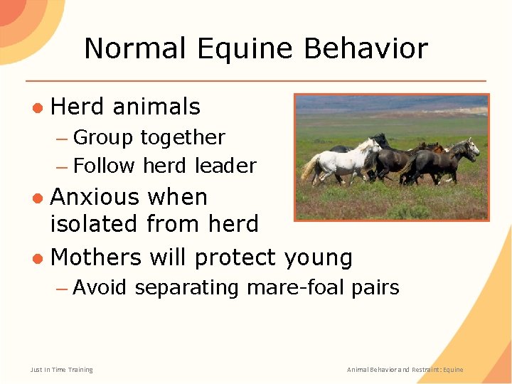 Normal Equine Behavior ● Herd animals – Group together – Follow herd leader ●