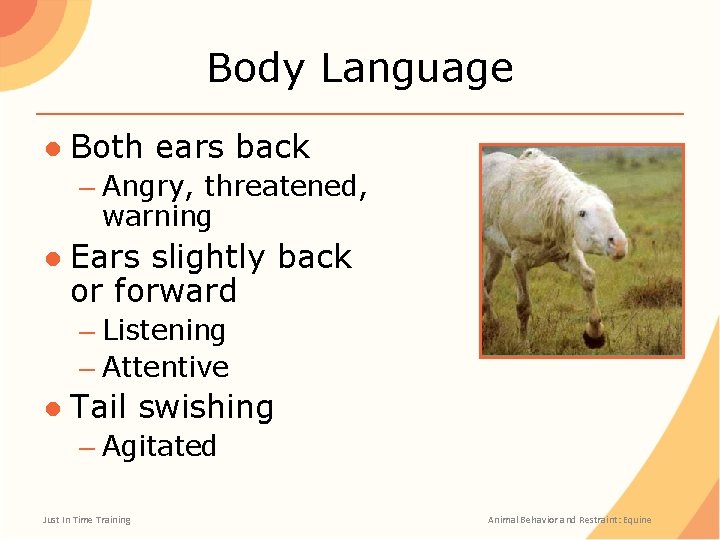 Body Language ● Both ears back – Angry, threatened, warning ● Ears slightly back