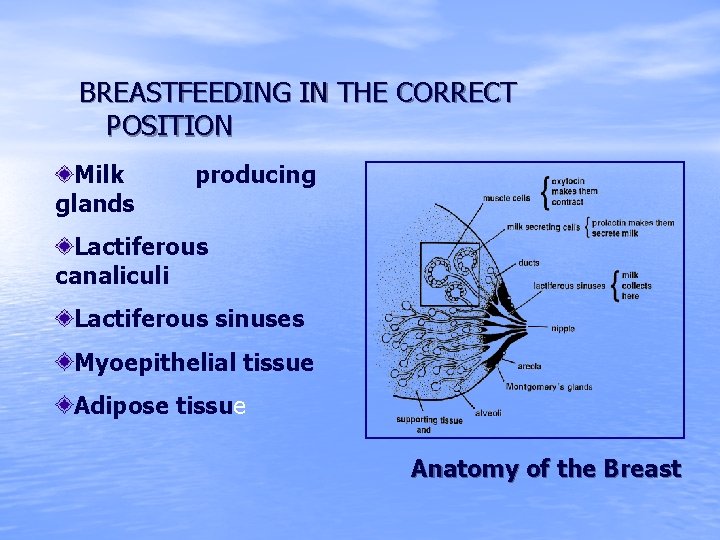 BREASTFEEDING IN THE CORRECT POSITION Milk glands producing Lactiferous canaliculi Lactiferous sinuses Myoepithelial tissue