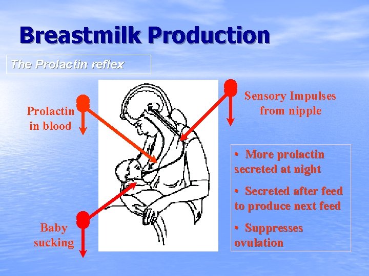 Breastmilk Production The Prolactin reflex Prolactin in blood Sensory Impulses from nipple • More