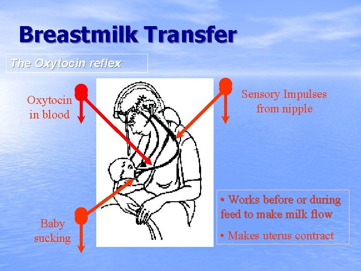 Breastmilk Transfer The Oxytocin reflex Oxytocin in blood Baby sucking Sensory Impulses from nipple