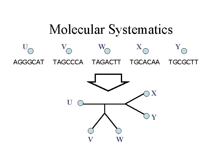 Molecular Systematics U AGGGCAT V W TAGCCCA X TAGACTT Y TGCACAA X U Y