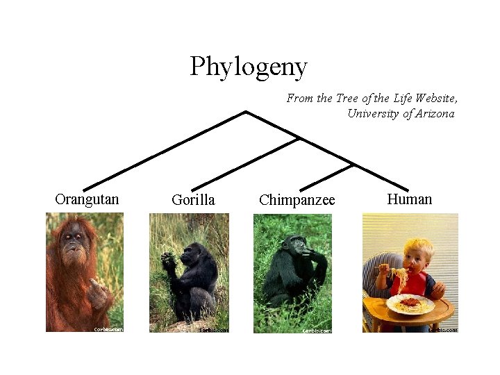 Phylogeny From the Tree of the Life Website, University of Arizona Orangutan Gorilla Chimpanzee