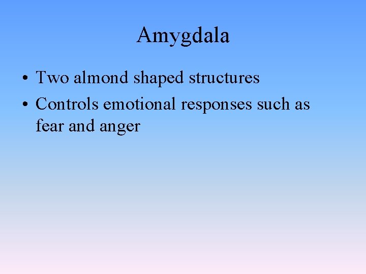 Amygdala • Two almond shaped structures • Controls emotional responses such as fear and