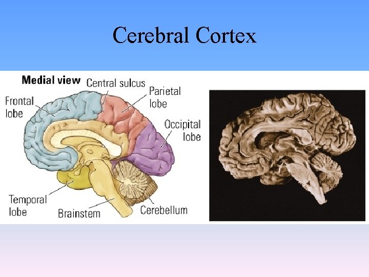 Cerebral Cortex 