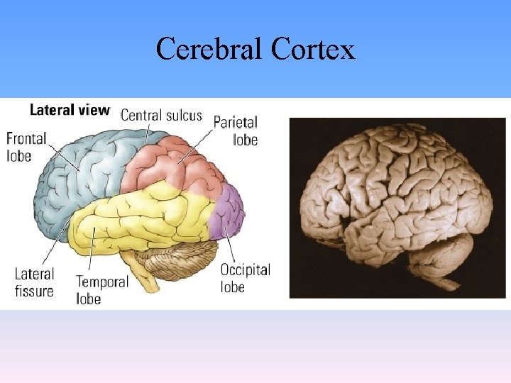 Cerebral Cortex 