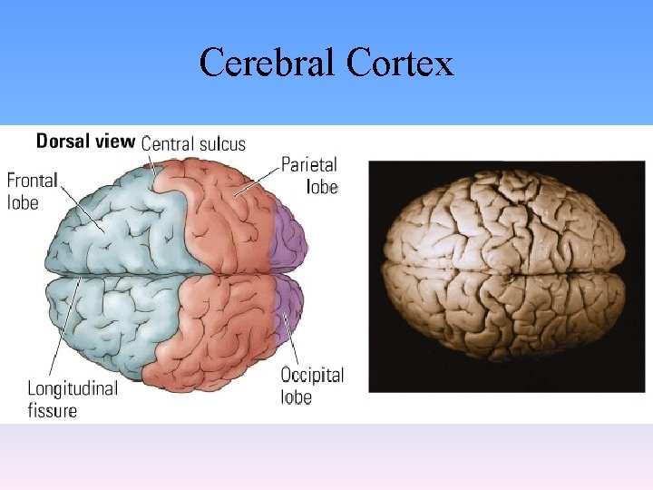 Cerebral Cortex 