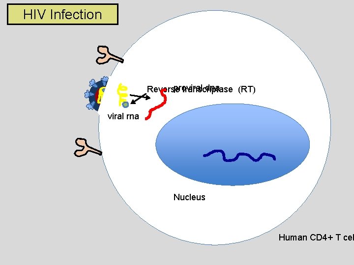 HIV Infection proviral dna Reverse transcriptase (RT) viral rna Nucleus Human CD 4+ T