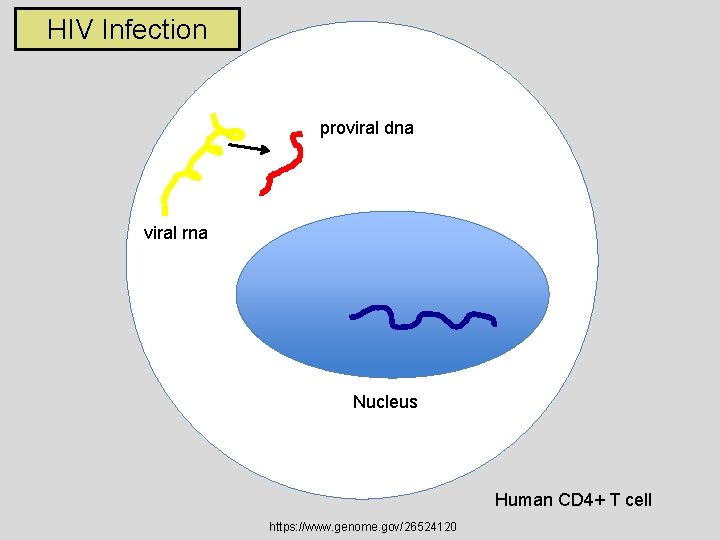 HIV Infection proviral dna viral rna Nucleus Human CD 4+ T cell https: //www.