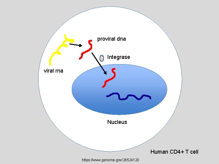 proviral dna Integrase viral rna Nucleus Human CD 4+ T cell https: //www. genome.