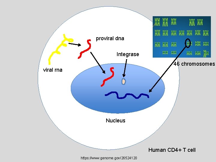 proviral dna Integrase 46 chromosomes viral rna Nucleus Human CD 4+ T cell https: