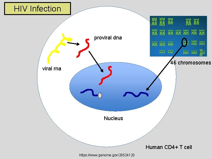 HIV Infection proviral dna 46 chromosomes viral rna Nucleus Human CD 4+ T cell