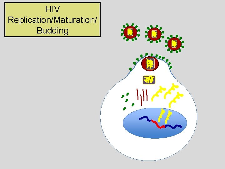 HIV Replication/Maturation/ Budding 