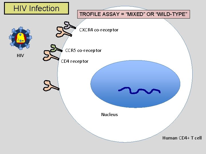 HIV Infection TROFILE ASSAY = “MIXED” OR “WILD-TYPE” CXCR 4 co-receptor HIV CCR 5
