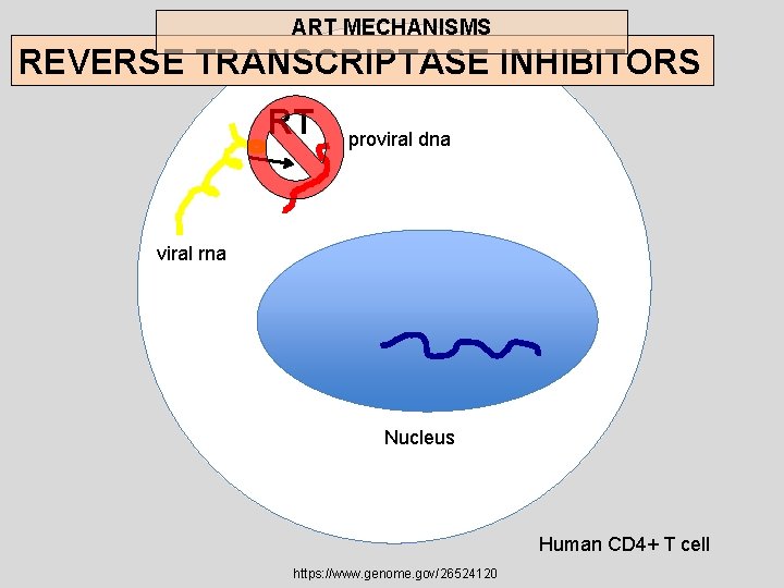 ART MECHANISMS REVERSE TRANSCRIPTASE INHIBITORS RT proviral dna viral rna Nucleus Human CD 4+