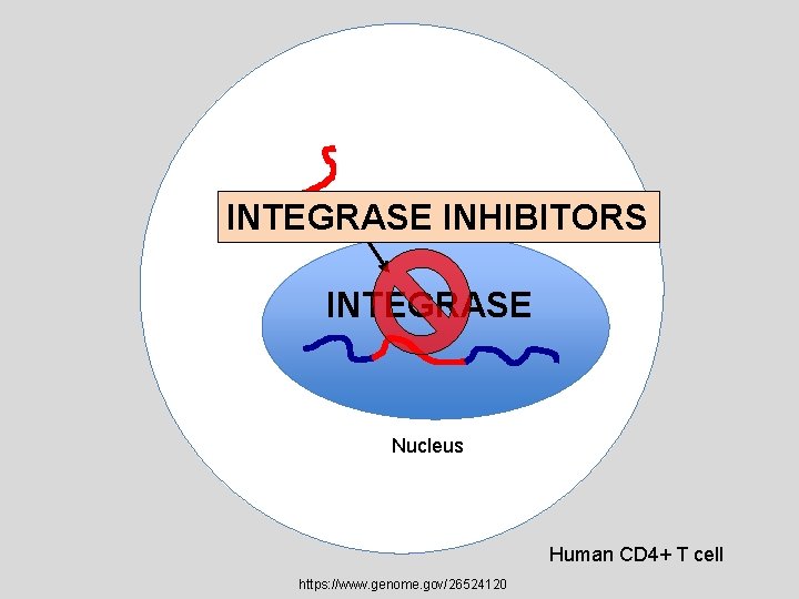 INTEGRASE INHIBITORS INTEGRASE Nucleus Human CD 4+ T cell https: //www. genome. gov/26524120 