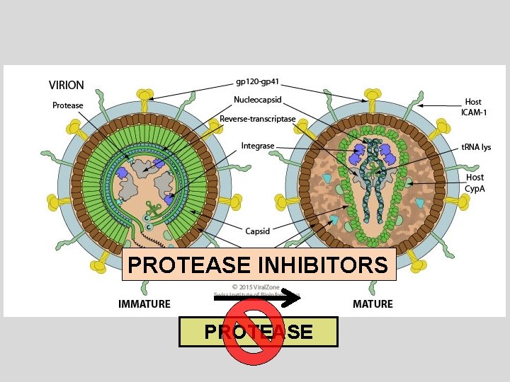 PROTEASE INHIBITORS PROTEASE 