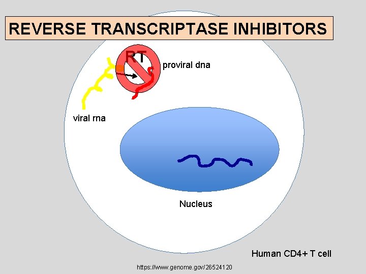 REVERSE TRANSCRIPTASE INHIBITORS RT proviral dna viral rna Nucleus Human CD 4+ T cell