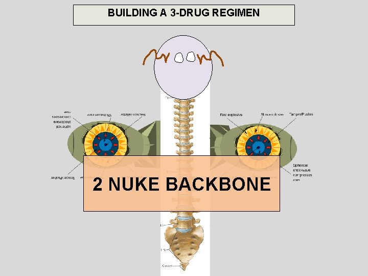 BUILDING A 3 -DRUG REGIMEN 2 NUKE BACKBONE 