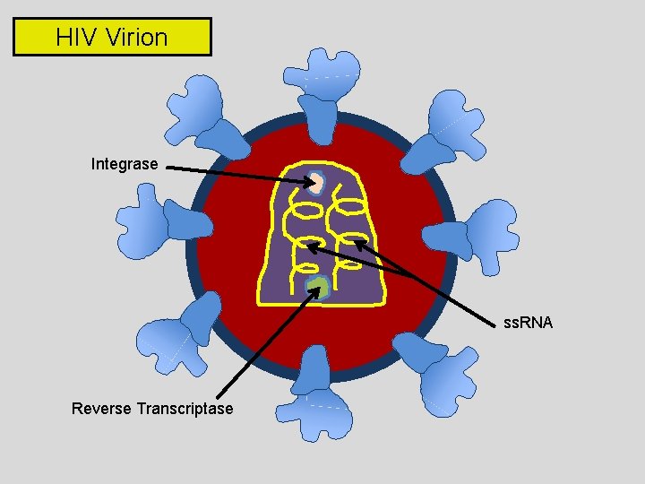 HIV Virion Integrase ss. RNA Reverse Transcriptase 