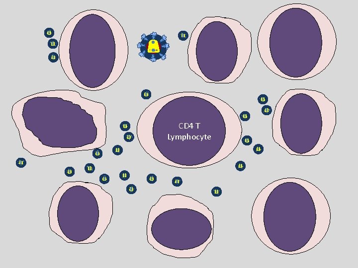 CD 4 T Lymphocyte 