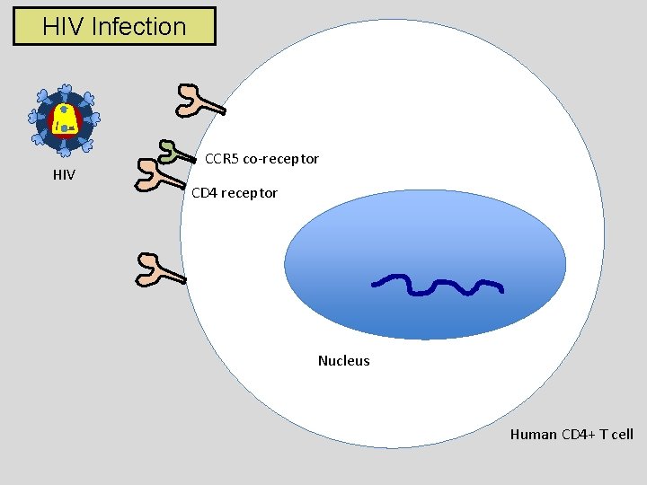 HIV Infection HIV CCR 5 co-receptor CD 4 receptor Nucleus Human CD 4+ T