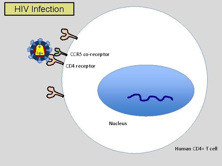 HIV Infection CCR 5 co-receptor CD 4 receptor Nucleus Human CD 4+ T cell