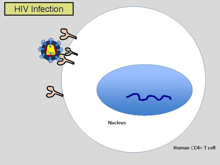 HIV Infection Nucleus Human CD 4+ T cell 