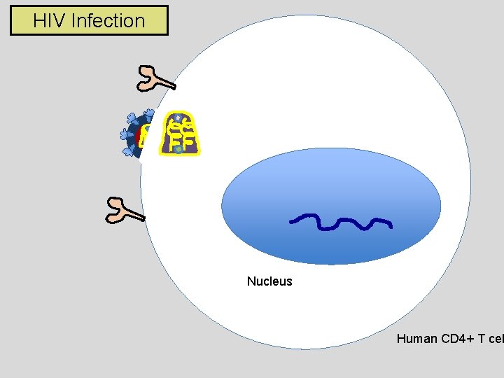 HIV Infection Nucleus Human CD 4+ T cel 