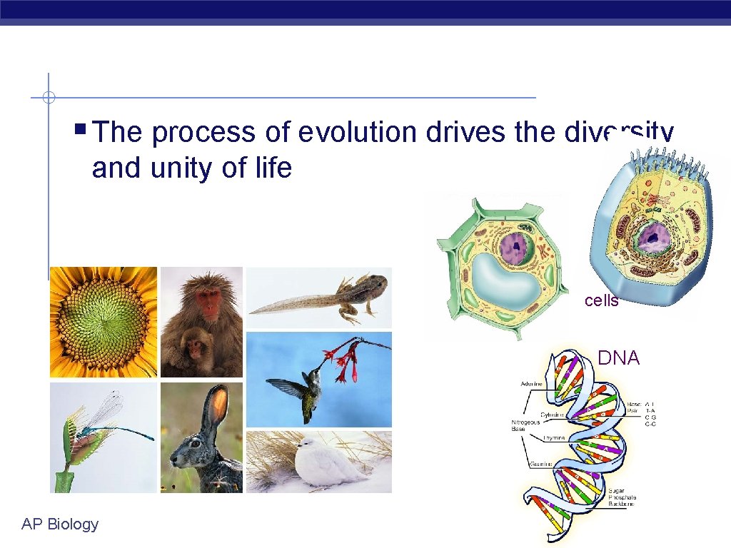 § The process of evolution drives the diversity and unity of life cells DNA