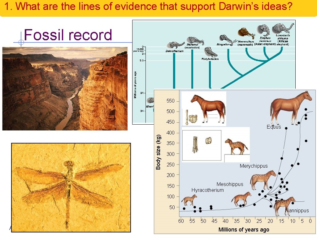 1. What are the lines of evidence that support Darwin’s ideas? Fossil record 550