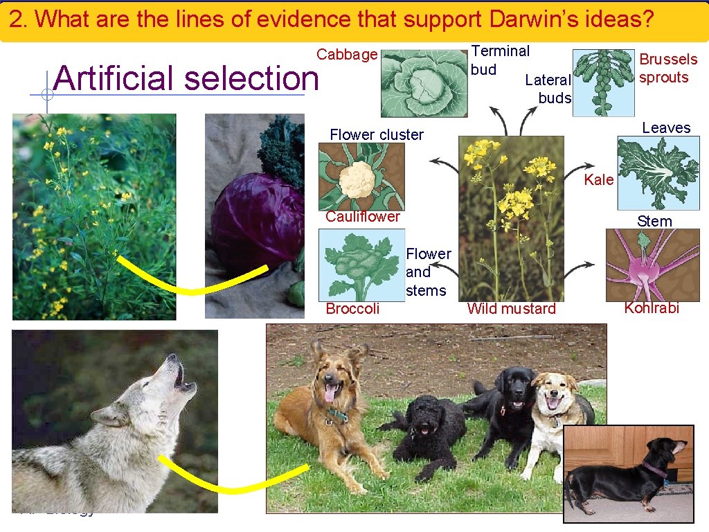 2. What are the lines of evidence that support Darwin’s ideas? Terminal bud Lateral