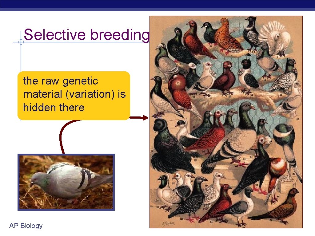 Selective breeding the raw genetic material (variation) is hidden there Text AP Biology 