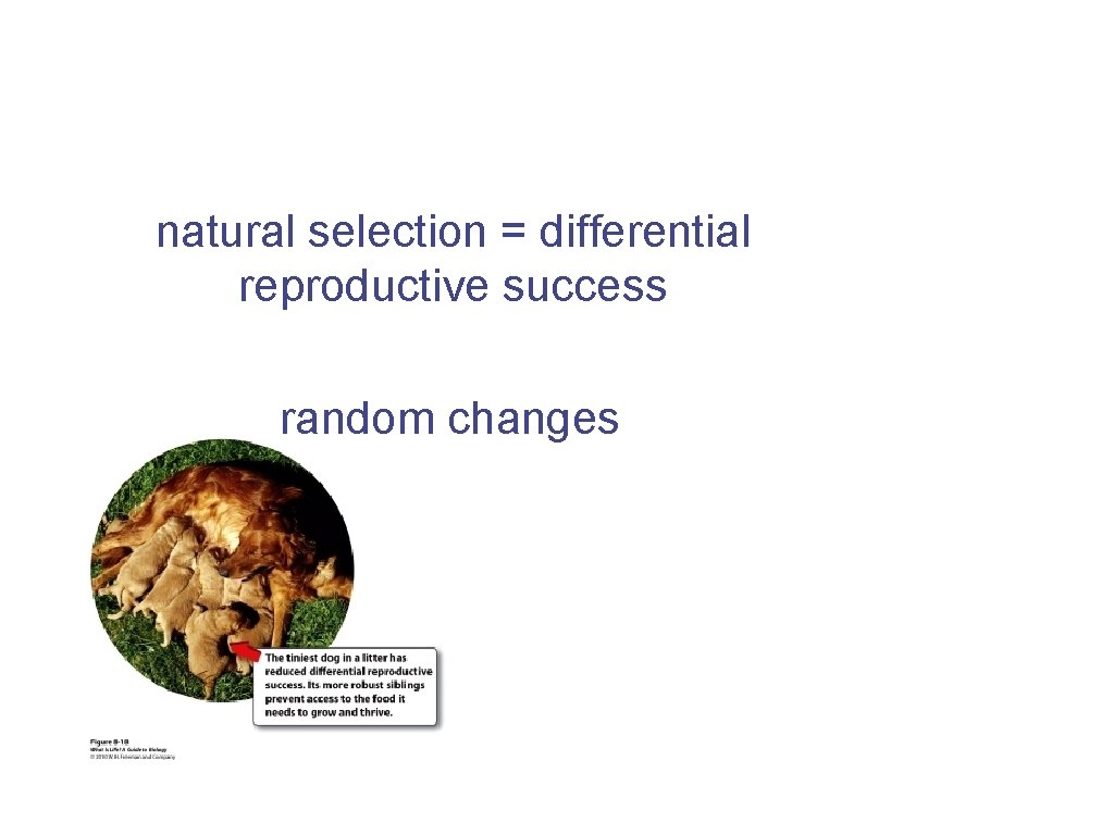 natural selection = differential reproductive success random changes 