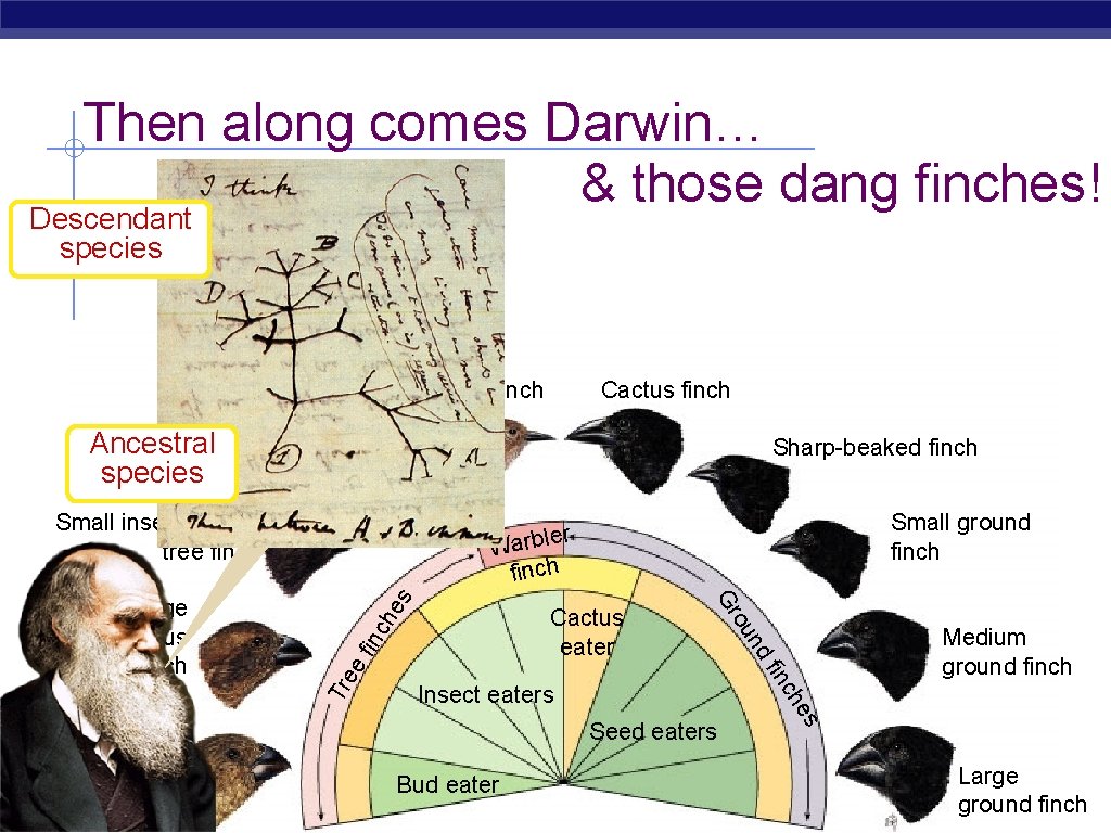 Then along comes Darwin… & those dang finches! Descendant species Warbler finch Cactus finch