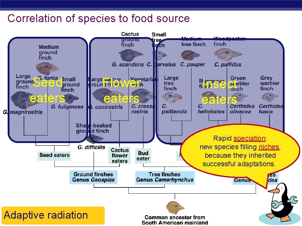 Correlation of species to food source Seed eaters Flower eaters Insect eaters Rapid speciation: