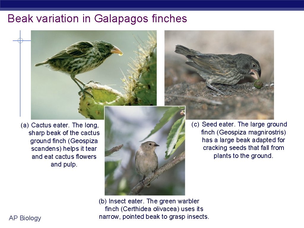 Beak variation in Galapagos finches (a) Cactus eater. The long, sharp beak of the