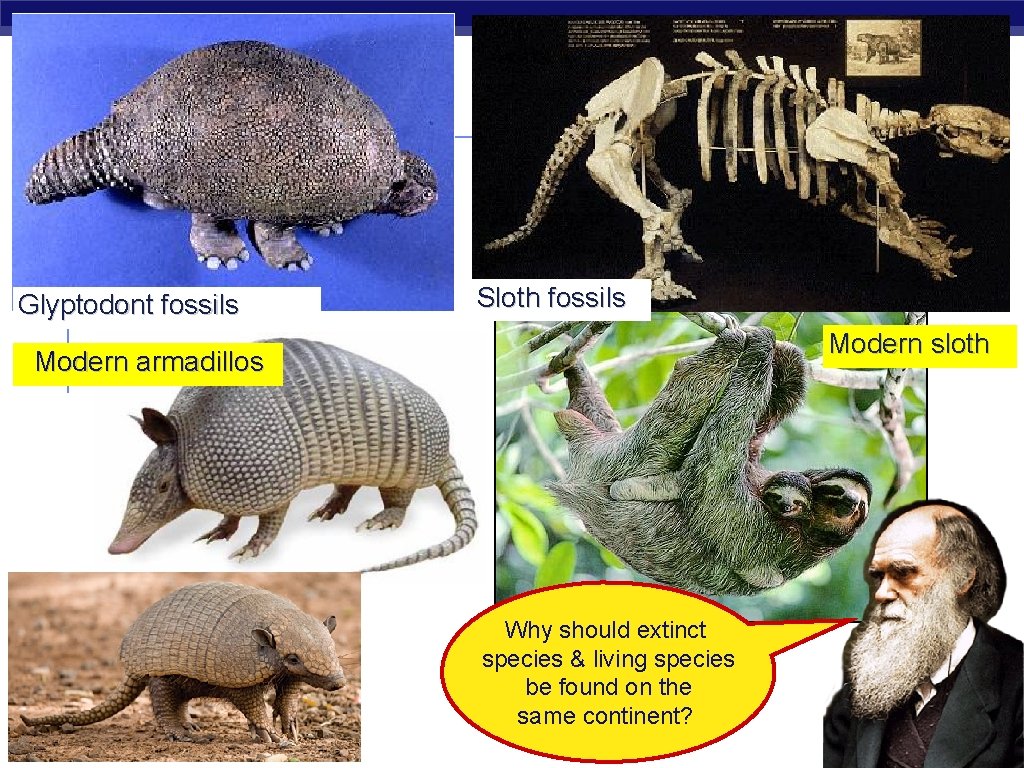 Glyptodont fossils Sloth fossils Modern sloth Modern armadillos AP Biology Why should extinct species