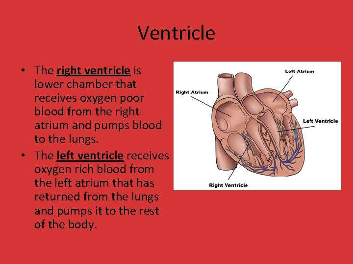 Ventricle • The right ventricle is lower chamber that receives oxygen poor blood from