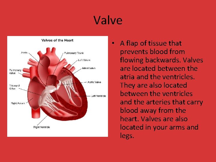 Valve • A flap of tissue that prevents blood from flowing backwards. Valves are