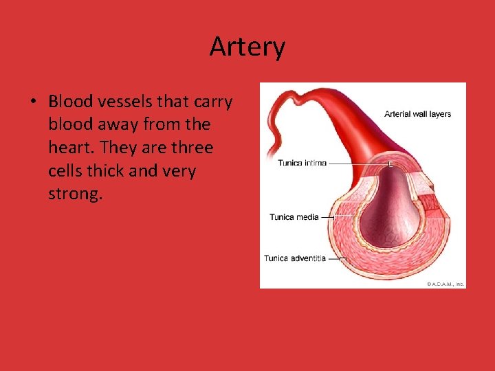 Artery • Blood vessels that carry blood away from the heart. They are three