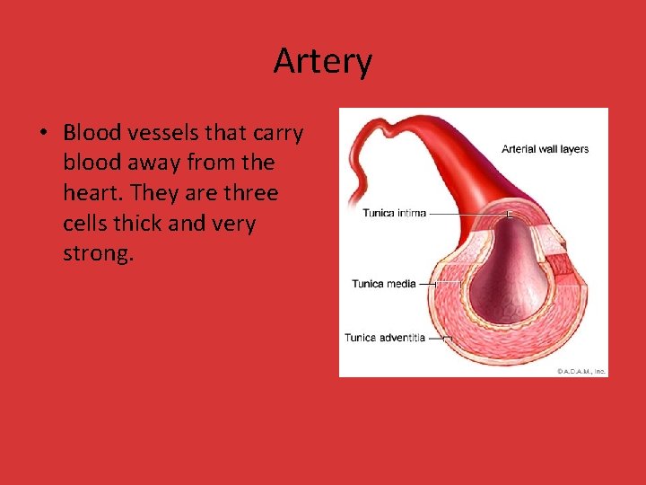 Artery • Blood vessels that carry blood away from the heart. They are three Artery • Blood vessels that carry blood away from the heart. They are three