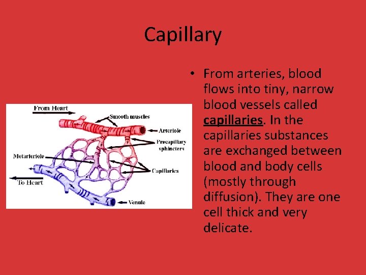 Capillary • From arteries, blood flows into tiny, narrow blood vessels called capillaries. In Capillary • From arteries, blood flows into tiny, narrow blood vessels called capillaries. In