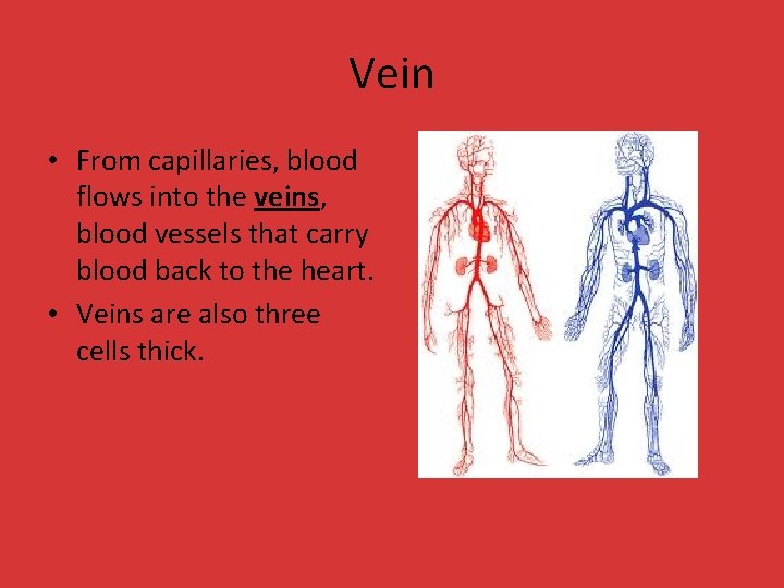 Vein • From capillaries, blood flows into the veins, blood vessels that carry blood