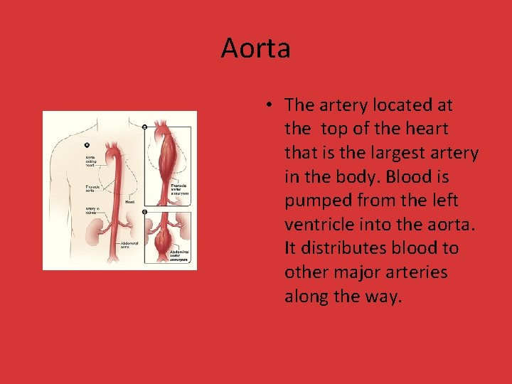 Aorta • The artery located at the top of the heart that is the