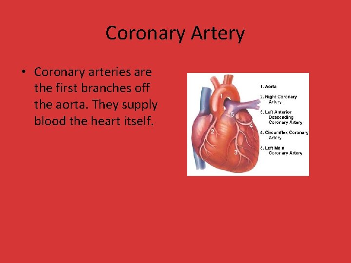 Coronary Artery • Coronary arteries are the first branches off the aorta. They supply